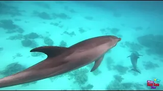 Dolphin House trip in Hurghada