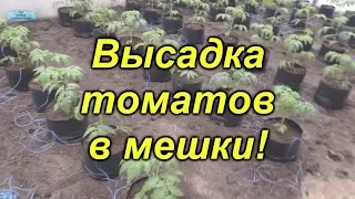 Высадка томатов в пакетах- отличный способ для раннего урожая!