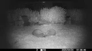 Hedgehog Mating Behavior