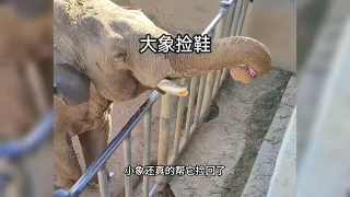 游客叫大象帮忙捡鞋，大象先讨吃的后干活，网友看了哭笑不得