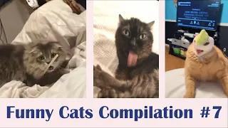 Funniest Cats - Cute Cat Videos - Don't try to hold back Laughter - Funny Cats Compilation #7 😸