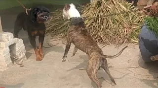Pitbull vs Rottweiler  hot blood line  pitbull terrier tiger