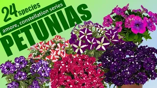 24 PETUNIA SPECIES - AMORE, SURPRISE SPARKE & CONSTELLATION SERIES | HERB STORIES