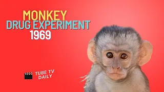 Monkey Drug Experiment of 1969 | Short Documentary