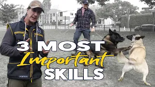 3 Most Important Commands to Teach  Your Dog