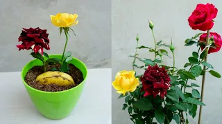 How to grow Roses cuttings in Banana simple and effective with updates
