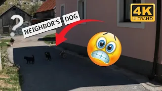 My dogs don't like neighbor's dog 😬