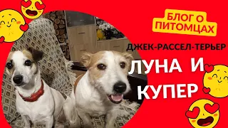 Купер с подругой Луной #семья  #jackrussellterrier #ukraine #днепр