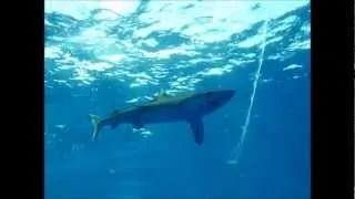 Diving with Blue Sharks on Condor Banks