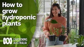 How to start growing indoor plants hydroponically | Indoor Plants | Gardening Australia