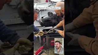 5 LEGGED COW gets 1st HEADICURE   *mind blown*🤯   #wow #weird #strange #satisfying #cow #farming