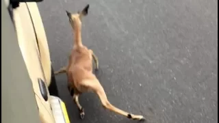 Wild Dogs Chase Impala Lamb Into Vehicle