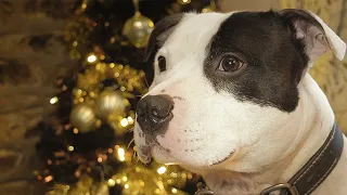 Sam Clegg - Don't Let Me Go (Staffordshire Bull Terrier Christmas Advert 2020)