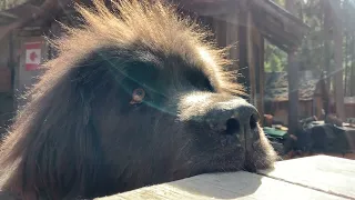 Ruby the Newfoundland Dog