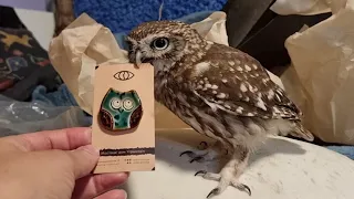 Little Owl Luchik helps to unpack the beautiful. A very useful owl