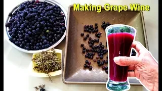How To Make Grape Wine at Home | Homemade Red Wine Recipe | Craft Village