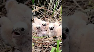 Baby Eagles before their Flight to Independence