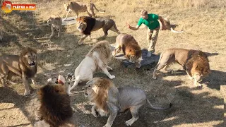 INCREDIBLE! People walks AMONG THE ANGRY LIONS. Taigan.