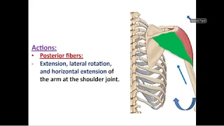 Muscles of Scapular Region + Movements of Scapula - Dr. Ahmed Farid