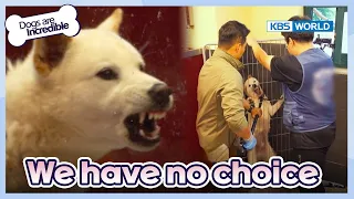 He's the scariest dog I've ever seen..😨 [Dogs are incredible : EP.178-2] | KBS WORLD TV 230718