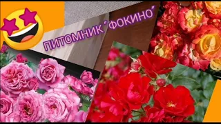 Обзор посылки с розами из питомника "Фокино". Как вам саженцы? 🤔😉🌹🌹🌹#розы#уральскиерозы