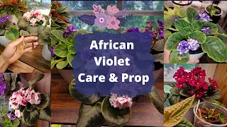 🌸 African Violet Care and Propogation 🌸 - Get your African Violets to bloom 🥰 // indoor plants