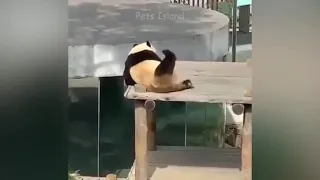 Panda Teamwork -Aww Cute Panda 🐼