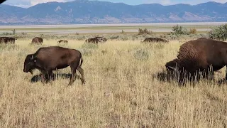 Bison on Antelope Island UT