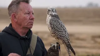 The Training Of Baz The Gyrfalcon
