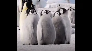 Emperor penguin chick has something to say to his friends 🐧