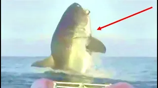 Marine Biologists Can't Explain Why Great White Sharks Keep Doing This