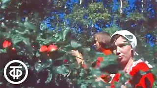Урожаи садов горного Алтая. Новости. Эфир 17 сентября 1978