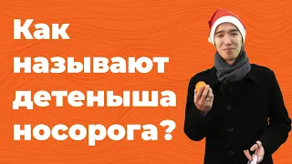 Уральцы отвечают на школьные вопросы | Как называют детеныша носорога?