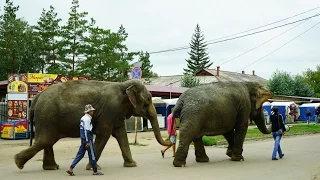 По улицам слонов водили.The street elephants went.