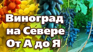 ВСЕ О ВЫРАЩИВАНИИ ВИНОГРАДА В СЕВЕРНЫХ САДАХ.  От посадки до укрытия