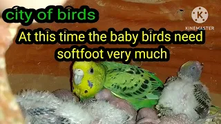 #budgies # baby birds is #very beautiful color ।