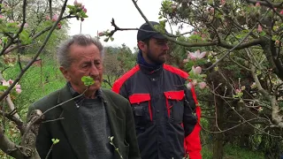 Ivan Hričovský: ZMLADZOVANIE VEĽKÝCH STROMOV