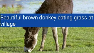 Beautiful brown donkey eating grass at village