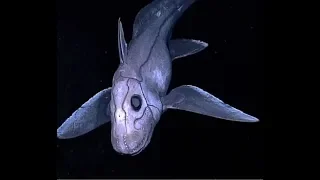 Facts: The Chimaera (Ghost Shark)