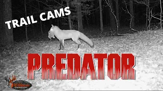 PREDATORS IN ACTION! | WINTER Trail Camera Videos