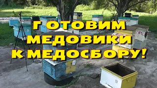 Готовим медовики к медосбору! Объединение семей! Семья трутовка!