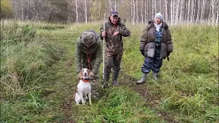 Приездка Эстонских гончих