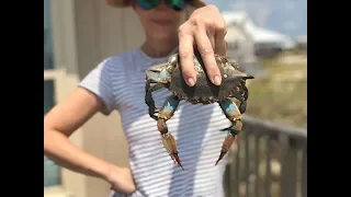 Removing Crab Meat from Freshly Caught Crab