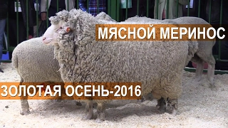 Российский мясной меринос на выставке Золотая Осень-2016