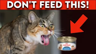 18 Human Food That Your Cat Should NEVER Eat! (TOXIC)