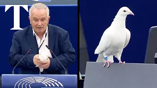 MEP releases 'dove of peace' in European parliament