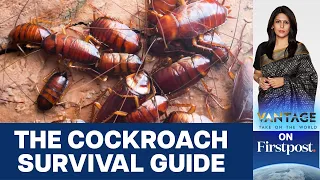 How to Conquer the World: Cockroach Survival Guide | Vantage with Palki Sharma