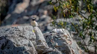 Three day BIRDING trip to EXTREMADURA, SPAIN