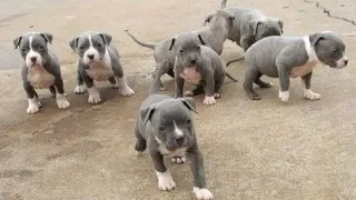 Pitt Bull Powerful Puppies