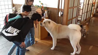 【秋田犬ゆうき】お兄ちゃんたちが来た♪と喜んでいたら小さなお姉ちゃんも来てまさかの大家族になる【akita dog】